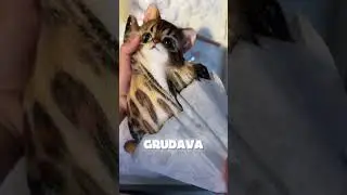 ESSE GATINHO ESTAVA GRUDADO NA EMBALAGEM 😨🐱 