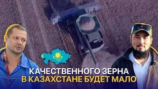 Высокое качество зерна, победа над болезнями и урожайность за 20 ц/га — ТОО Казгер