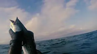 QUEIMADA GRANDE OCEAN TRIP