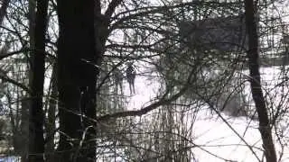 Три девицы