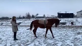 Работа на вожжах с жеребенком 1г. 7 мес