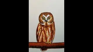 How to draw an owl with markers?