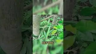 Acara pagi, menata lahan belakang rumah
