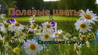 Полевые цветы  Светлана Синчук