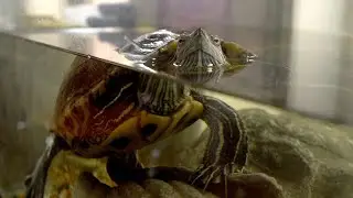 Dan: A Turtle's Story