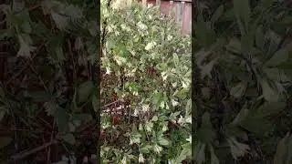 Цветёт жимолость.