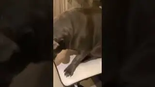 Funny animal video 