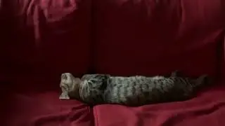 bawal mag istorbo: may natutulog mugi