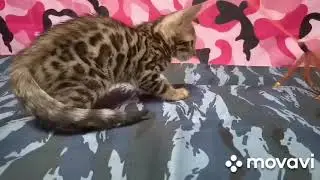 Бенгальский малыш