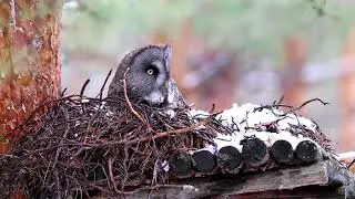 Бородатая неясыть на гнезде. Great grey owl on the artificial nest