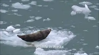 Wildlife Alaska