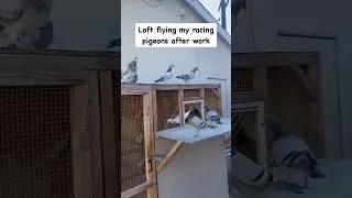Training my Racing Pigeons After Work #pigeonhobby #racingpigeon