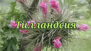 Тилландсия - атмосферное растение.