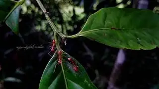 The BEAUTY of NATURE | സുന്ദരമായ നമ്മുടെ പ്രകൃതി | Short Video