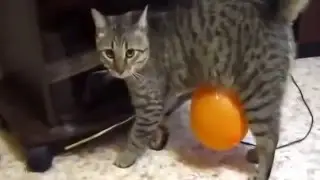 Топ 10 смешных приколов с кошками / Top 10 funny jokes with cats №2