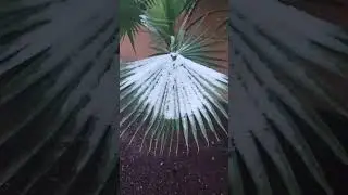 Arizona SNOW!