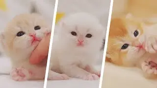 Tickle The Cute Sleepy Kittens