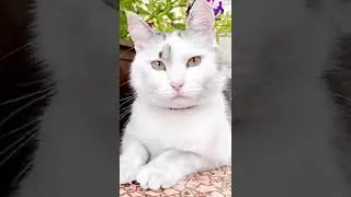 Мурка из анука давайка