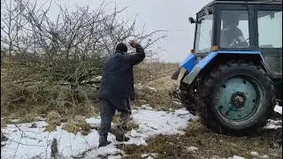 Корчуємо дерева на участку.Весна 2021 Мтз 82