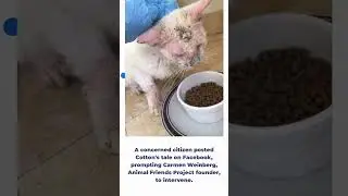 When this blind cat opened his eyes, it shocked everyone  #cat #catshorts #cats #catlover
