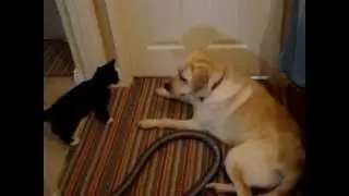 Kitten VS (Lab) Labrador Must Watch Funny (Fight)