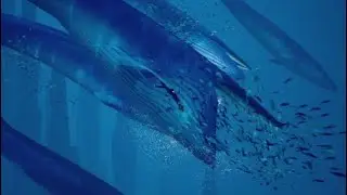 Swimming with Blue Whales