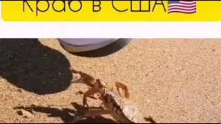 Russian v/s USA🤣
