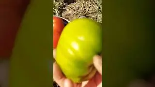 #рассада