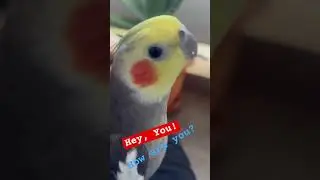 Lovely Pepper 😍 Seeking your attention… adorable #chirpychatter  #birdlove #pets