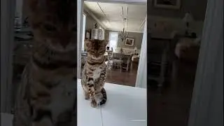 Es Muy Miedoso este Gato😅