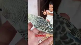 #BajrigaBird #NewBornBabyBird #বাজরিগারপাখি