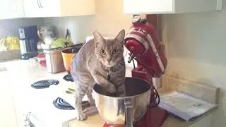 Cat Can Cook - Cute & Funny Cat Videos Compilation