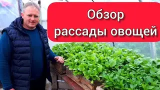 Vegetable Seedlings Review
