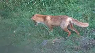 resocjalizacja rudego złodzieja #fox #lis#resocjalizacja#smieszne#złodziej