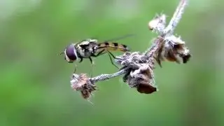 Grooming Hover Fly - Simosyrphus grandicornis