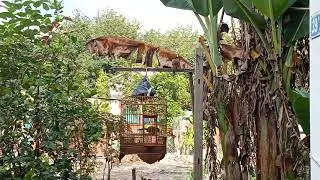 siêu mái hoa mi thả rong