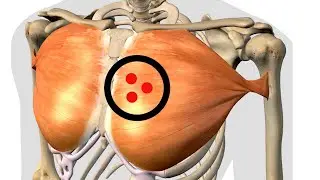 Exploring the Pectoralis Major: Understanding Trigger Point Locations for Better Muscle Health