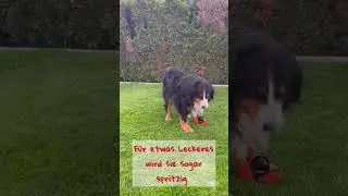 13 jähriger Berner Sennenhund wird wieder spritzig