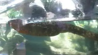 monster dragon in fish tank