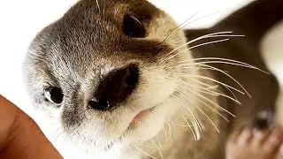 The otter begging is adorable. 