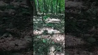 Зяблики (2)