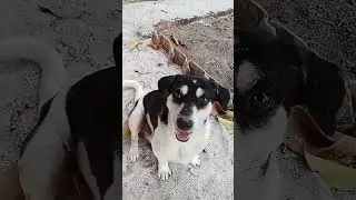 anjing lucu #remix #music #dj #cover #puppy #dog