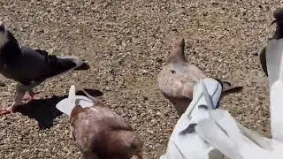 ГОЛУБИ ОГОНЬ.