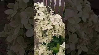Пастель Грин не спутаешь ни с чем💯#гортензии#flowers#многолетники#модныйсад
