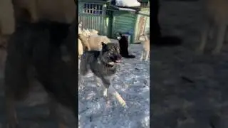 Волк живет среди собак