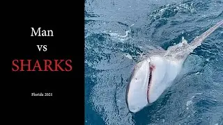 Man vs Shark