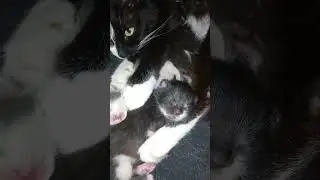 А у нас пополнение🐈😀Кошачье семейство😍