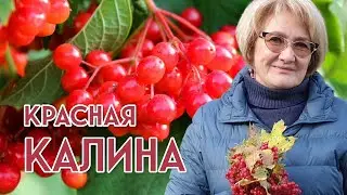 КАЛИНА – прекрасное женское растение