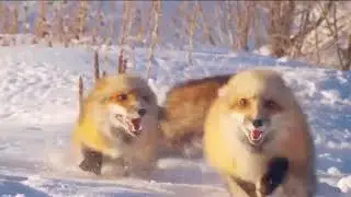 foxieeeees