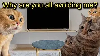 A cat gets bullied part 4